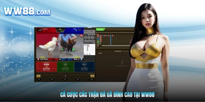 Cá cược các trận đá gà đỉnh cao tại WW88